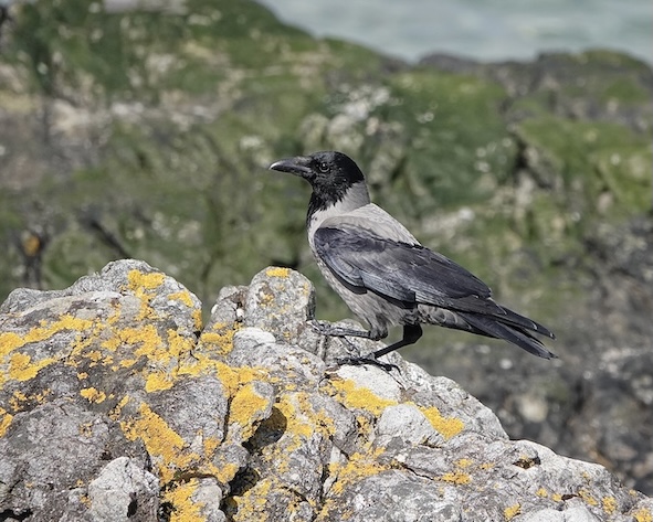 hooded crow